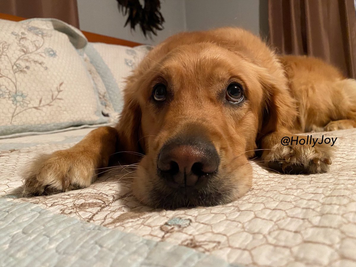 If you don’t believe dogs have souls, you haven’t looked into their eyes long enough. ♥️🐾
.
.
#dogsoftwitter #dogs #goldenretriever  #HollyJoy #love #comforter