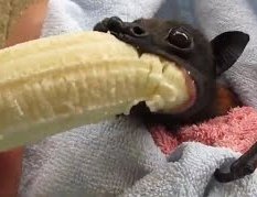 JangGeoli's tweet photo. SFW furry accounts VS their 🔞AD https://t.co/8halFSWZLy