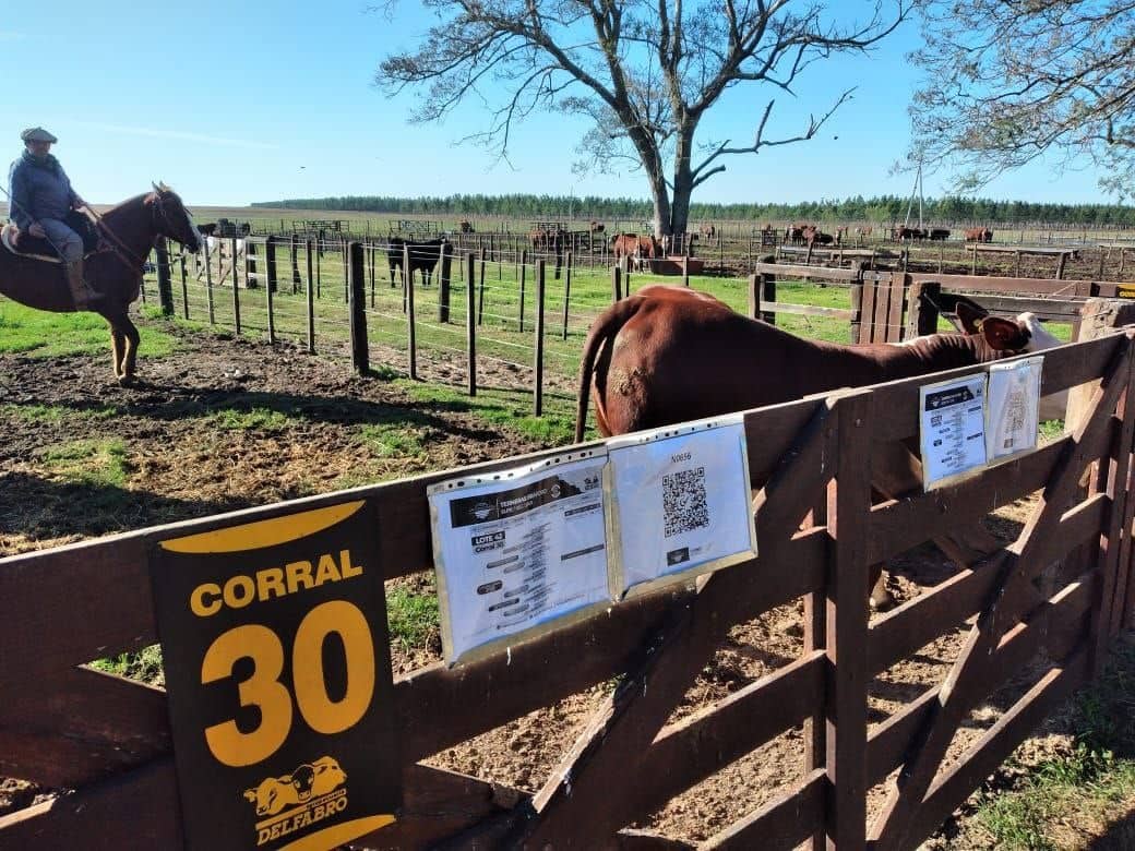 🐂 Los mejores remates se viven de la mano de <a href="/Origino_io/">Origino</a> 
En 𝗧𝗼𝗸𝗲𝗻𝗶𝘇𝗲 &amp; 𝗧𝗿𝗮𝗰𝗲 by <a href="/Origino_io/">Origino</a> seguimos formando parte de la cadena productiva ganadera, realizando la 𝘁𝗼𝗸𝗲𝗻𝗶𝘇𝗮𝗰𝗶𝗼́𝗻 𝘆 𝘁𝗿𝗮𝘇𝗮𝗯𝗶𝗹𝗶𝗱𝗮𝗱 𝗮𝗺𝗽𝗹𝗶𝗮𝗱𝗮 𝗯𝗹𝗼𝗰𝗸𝗰𝗵𝗮𝗶𝗻.