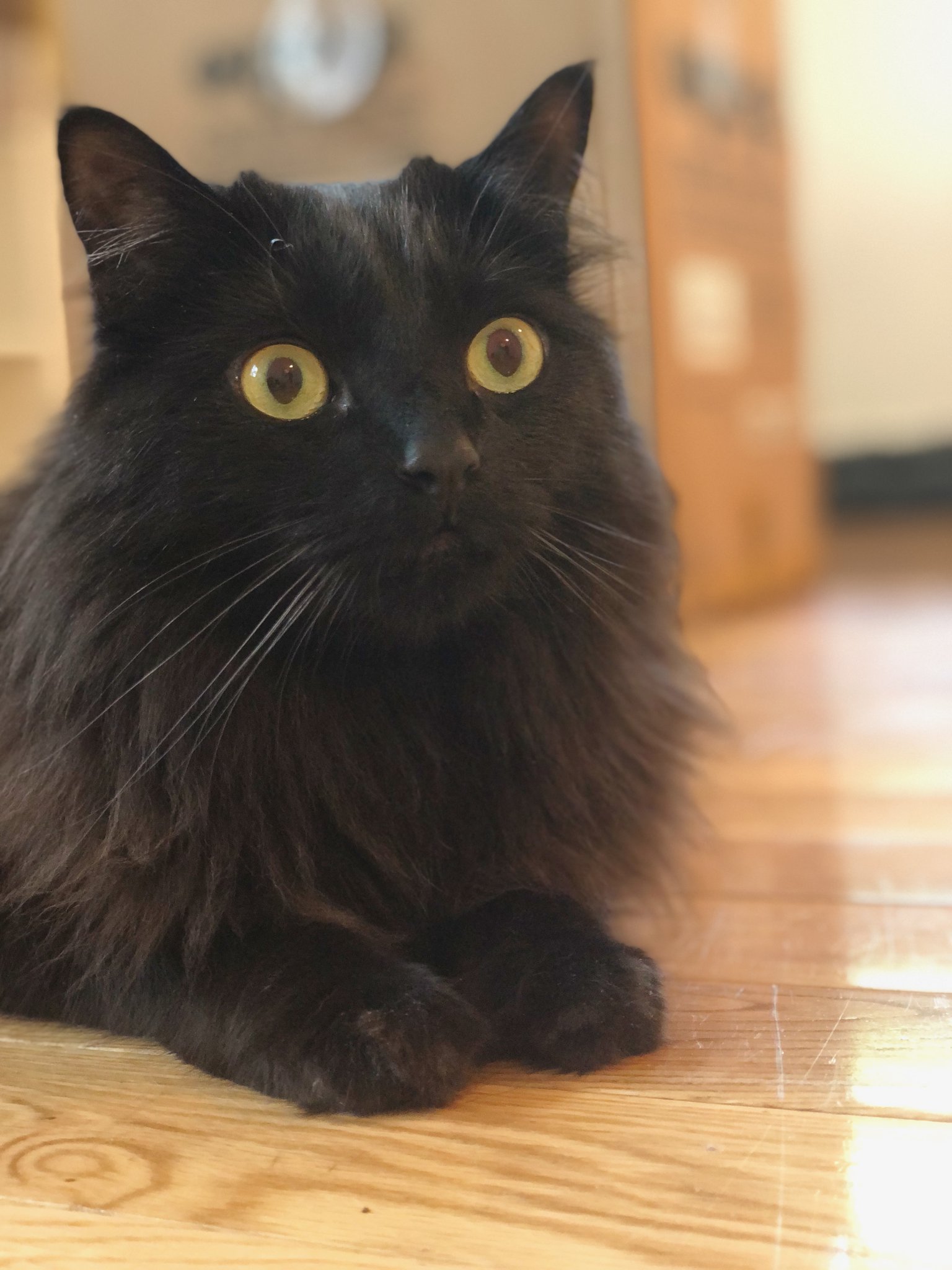 We adopted Vincent Black seven years ago from @PasadenaHumane. Vincent has traveled with us across the Pacific Ocean (twice) and loves naptime, brushtime, and mealtime. #BlackCatAppreciationDay https://t.co/veijaV7TQe