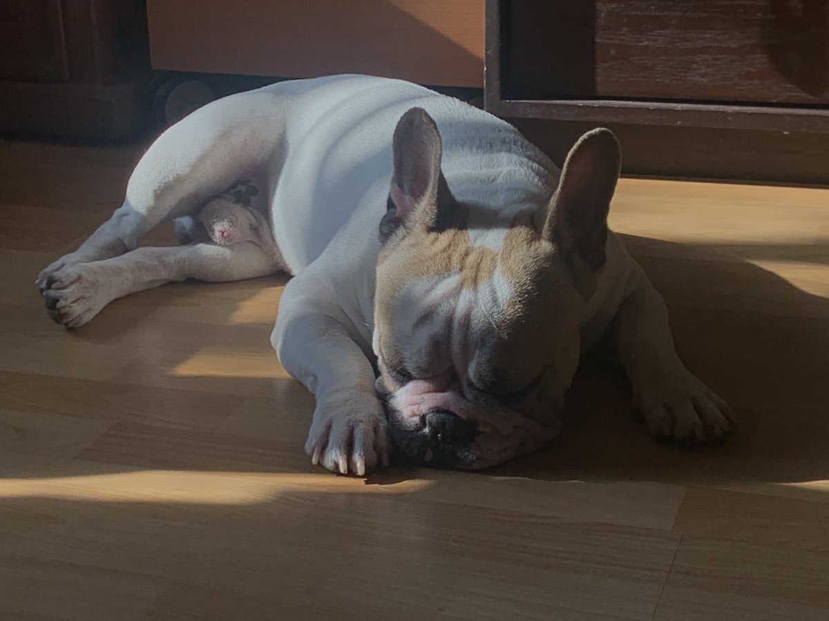 clauviib's tweet photo. otis en el sol>>>> https://t.co/Qxlk4bAAdt