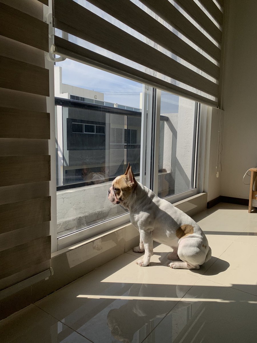 clauviib's tweet photo. otis en el sol>>>> https://t.co/Qxlk4bAAdt