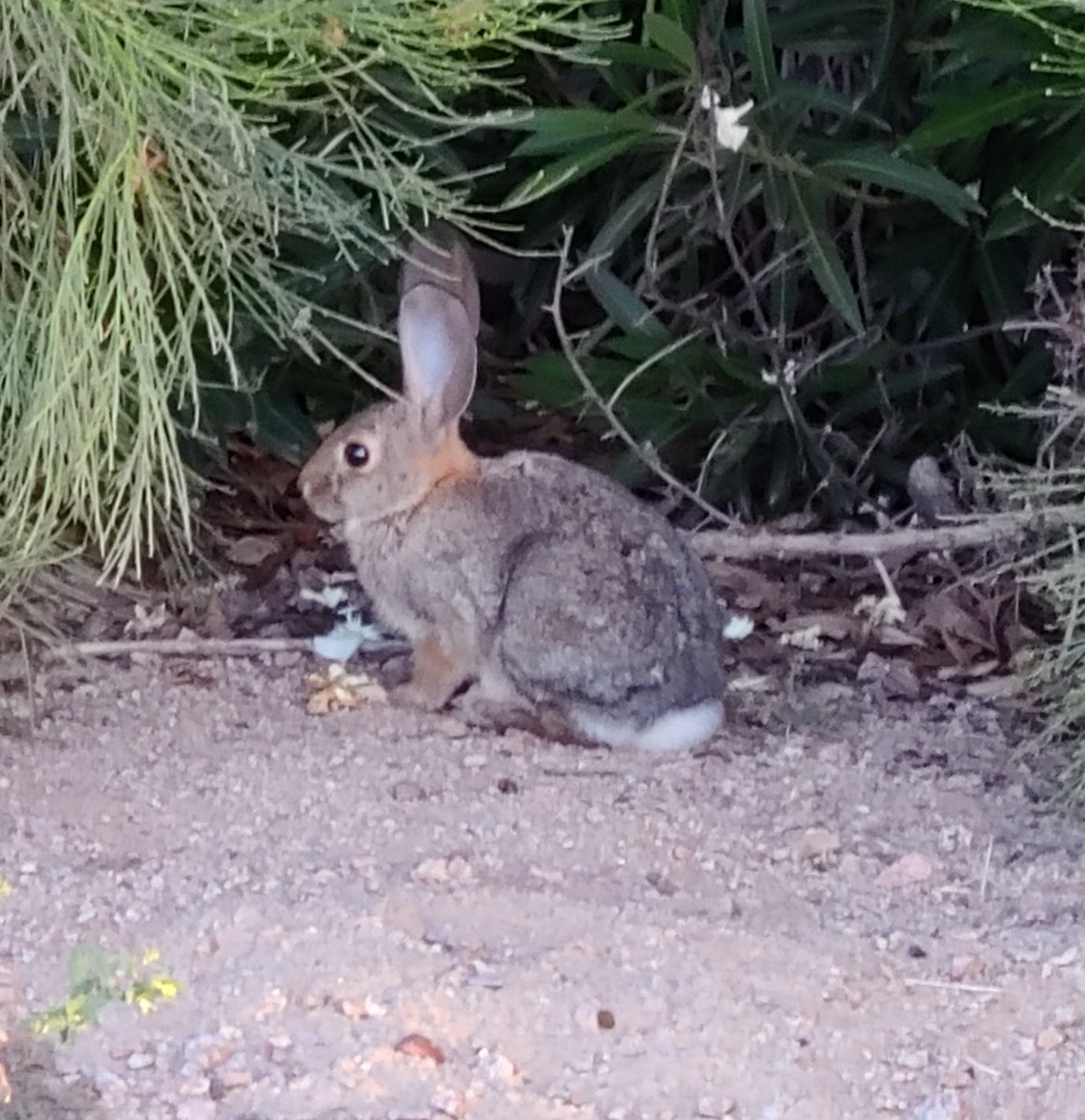 RadTacRabbit's tweet photo. The bun bros are Desert Cottontail rabbits. https://t.co/nYouaduRlg