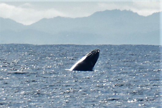 BushwackerCR's tweet photo. The sailfish are biting and the whales are breaching. #bushwackercr #PELAGICWORLDWIDE #pelagicgear https://t.co/sRtJl7D4BM