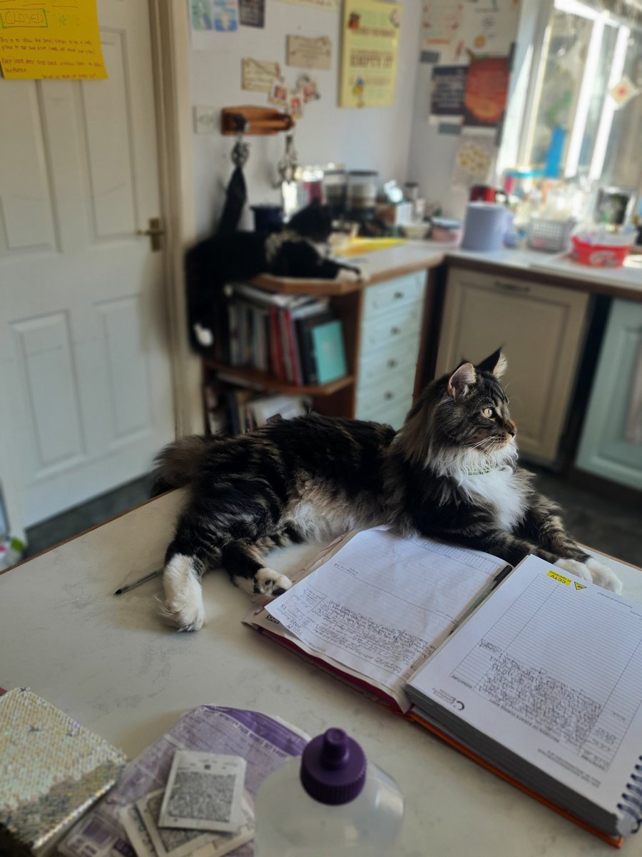 BenjaminaPCC's tweet photo. Portocaliu 🧡 and Murasaki 💜 just kitchen chilling https://t.co/h3JocZ89Wd