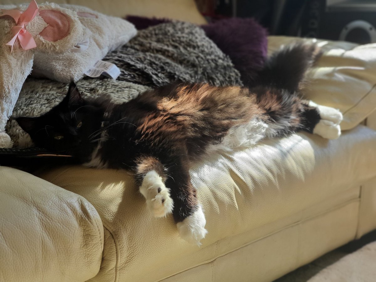 BenjaminaPCC's tweet photo. Phoebe &amp; Murasaki 💜 
4 seater sofa for two 🤣 https://t.co/ZPfennD9lz