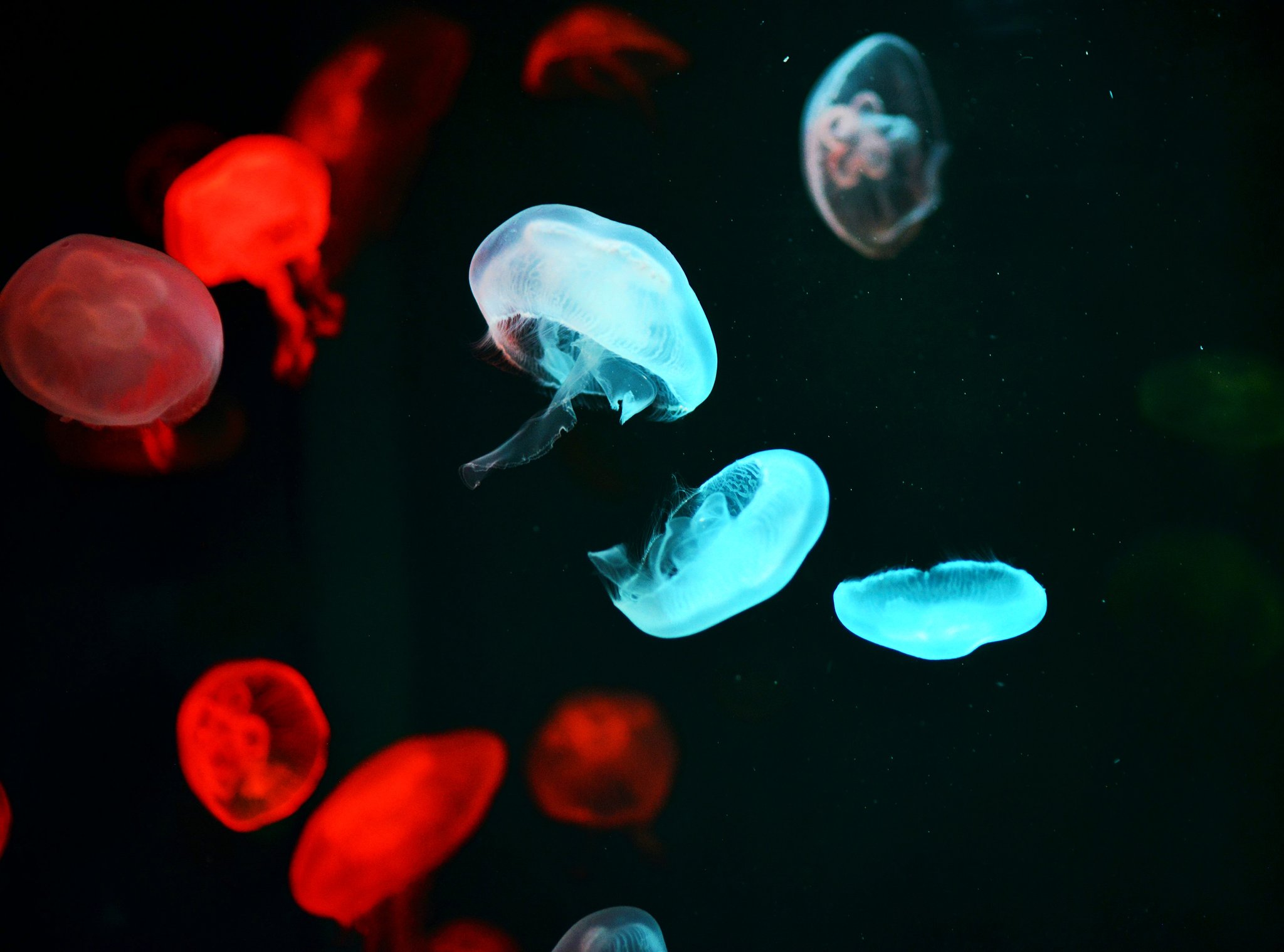 Managayama クラゲ 宇宙人 水族館 宮島 宮島水族館 広島 夏休み 夏 Summer Photo Art アート 幻想的 生き物 Jellyfish Color 写真好きな人と繋がりたい 写真 Photography 何気ない景色を記憶に残る１枚に 写真で伝える世界