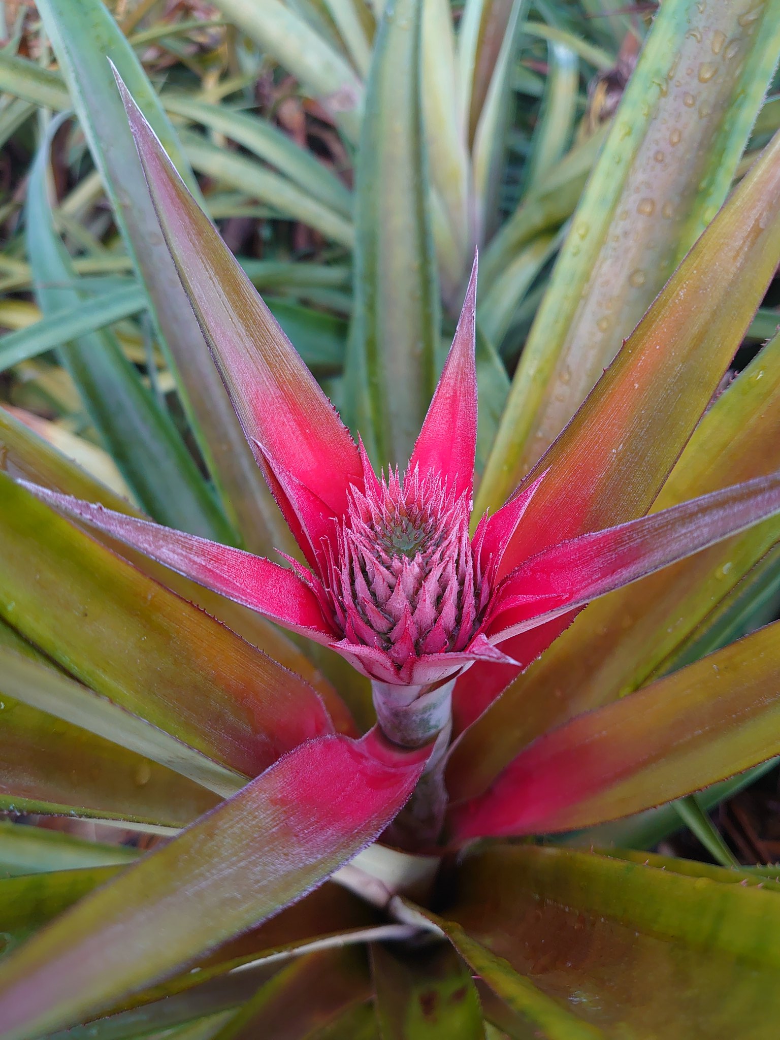 ちむ パイナップルの花 パイナップルの花 T Co F6bhtd6gh1 Twitter