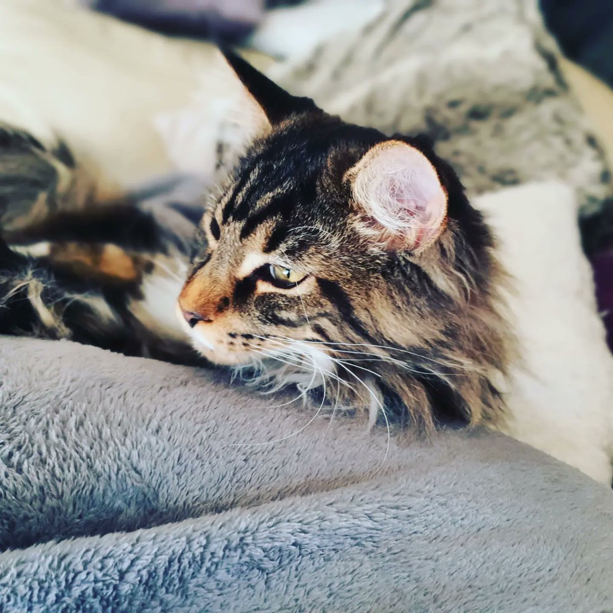 BenjaminaPCC's tweet photo. Comfy boys and toe beans 

Portocaliu 🧡 
Murasaki 💜 https://t.co/iBvKHwdt0T