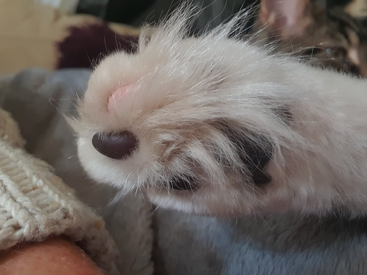 BenjaminaPCC's tweet photo. Comfy boys and toe beans 

Portocaliu 🧡 
Murasaki 💜 https://t.co/iBvKHwdt0T