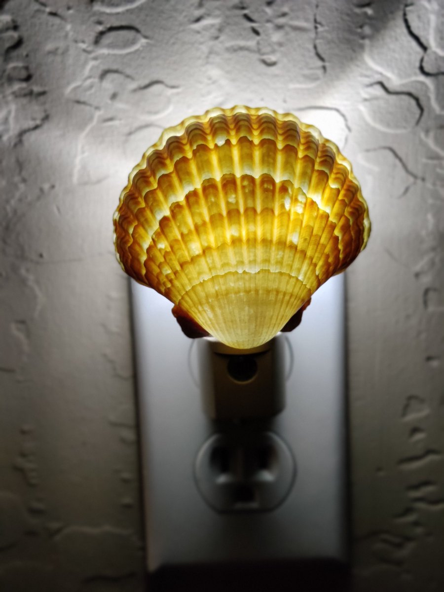 casady_sandra's tweet photo. Excited to share the latest addition to my #etsy shop: Mexican Deep Scallop Shell Nightlight https://t.co/izWDyDrXpd #beige #brown #bedroom #metal #dusktodawn #pluginnightlight #ledlighting #naturalshell #scallopshell https://t.co/AvohkIC7lD