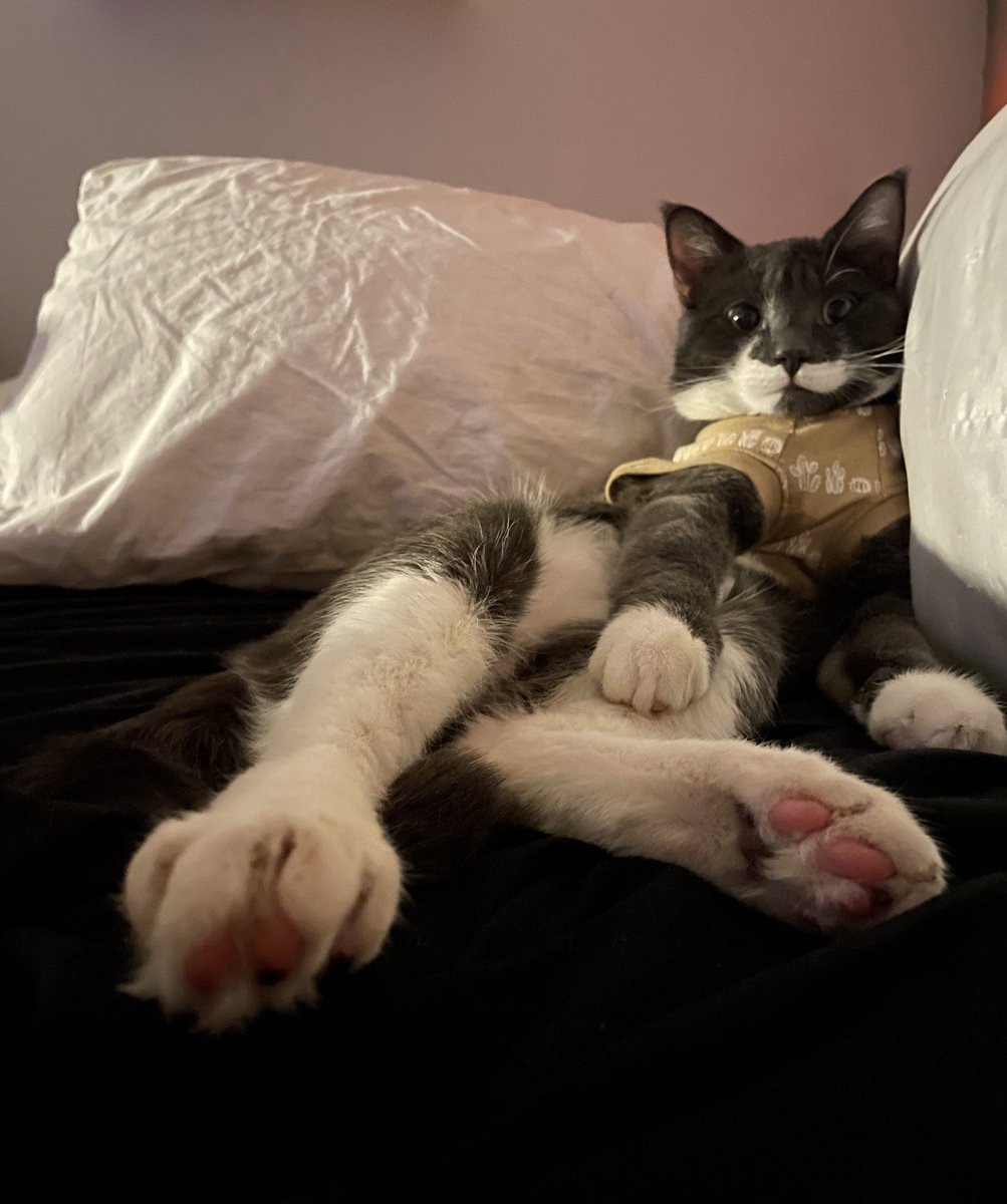 thebigbearcat's tweet photo. Lounge cat 🐈‍⬛ 🛋

🐻 #BeartheCat #CatsOnTwitter #Kitten #CatLife 🐾 https://t.co/v8sxBTYbLN