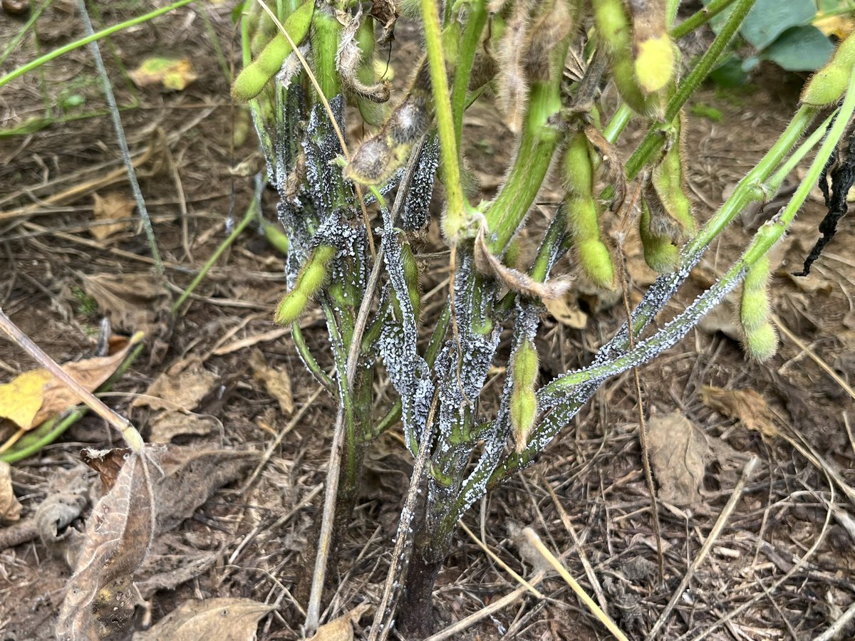 baldpathologist's tweet photo. Part the soybean canopy and find abundant gray fungal growth on the plant? Usually nothing to panic about, more than likely just a slime mold “hanging out” between life stages #mscrops #fungi https://t.co/7QZpSCL83X