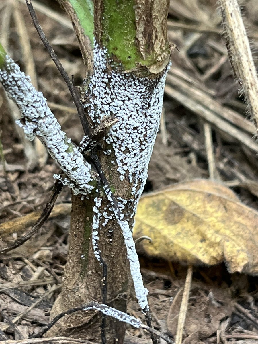 baldpathologist's tweet photo. Part the soybean canopy and find abundant gray fungal growth on the plant? Usually nothing to panic about, more than likely just a slime mold “hanging out” between life stages #mscrops #fungi https://t.co/7QZpSCL83X