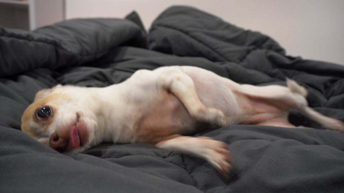 It's so hooooot #dogsoftwitter #DogsofTwittter #dogs #doggo #pet #pets #chihuahua #chihuahuas #cutedog #seniordog