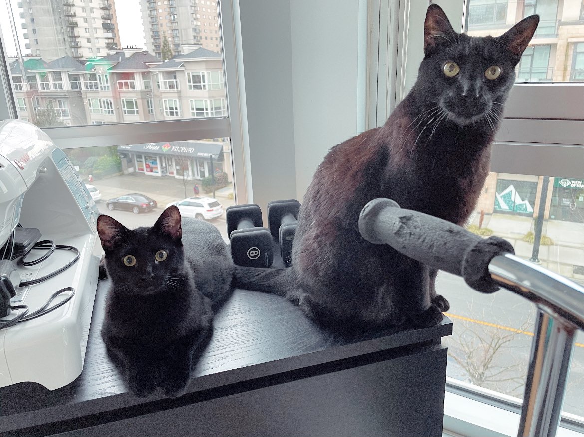 twinfoolz's tweet photo. It’s Black Cat Appreciation Day! My wonderful void boys are the most affectionate sweet weirdos. 

Love you, Panther and Hawkins!

If you are adopting a cat please don’t overlook black cats 🐈‍⬛ https://t.co/GCWUUWogM2