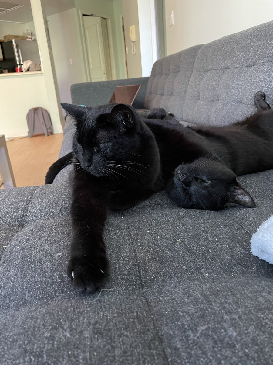 twinfoolz's tweet photo. It’s Black Cat Appreciation Day! My wonderful void boys are the most affectionate sweet weirdos. 

Love you, Panther and Hawkins!

If you are adopting a cat please don’t overlook black cats 🐈‍⬛ https://t.co/GCWUUWogM2