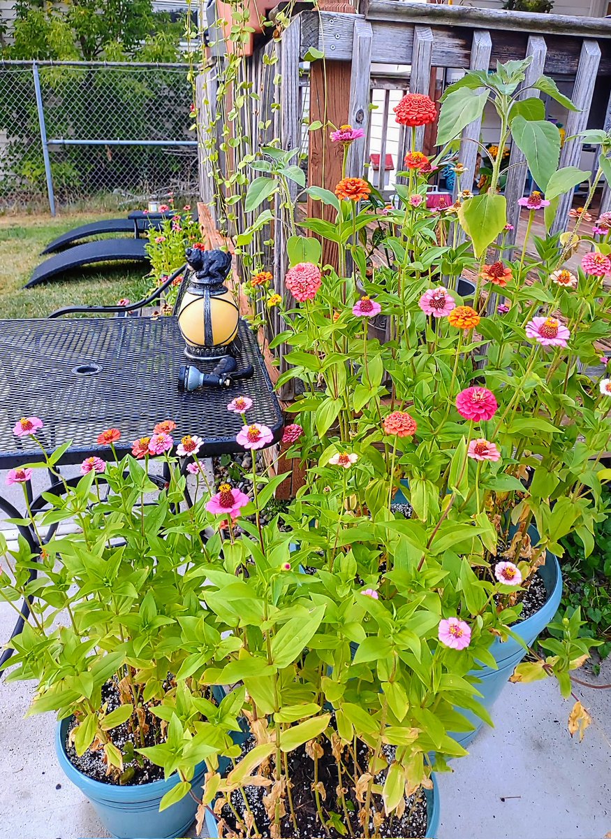 QueenZher0's tweet photo. Despite the heat and lack of rain, my Zinnias are looking beautiful 🏵️💮🌸 Makes for a lovely view while sipping a cup of tea or glass of wine in the gardens 🏡
#TheQueenZGarden #garden #flowers #hardy #beautiful #colorful #relax #gardening #plants #pollinators https://t.co/bRzQBpGwOI
