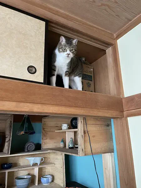 病院に連れて行きたい飼い主VS行きたくない猫 愛猫の危機察知能力に一苦労  より 