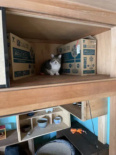 病院に連れて行きたい飼い主VS行きたくない猫 愛猫の危機察知能力に一苦労  より 
