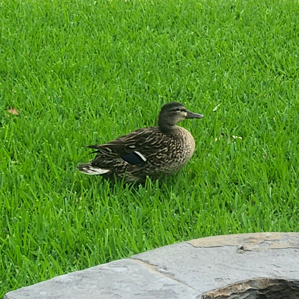 Alexander_Hels's tweet photo. No stream tonight, massive headache, leaving for Chicago tomorrow. Here's a picture of a cool duck that was in my front yard a few days ago. Don't say I never did nothing for you. https://t.co/D2fMkX5c0x