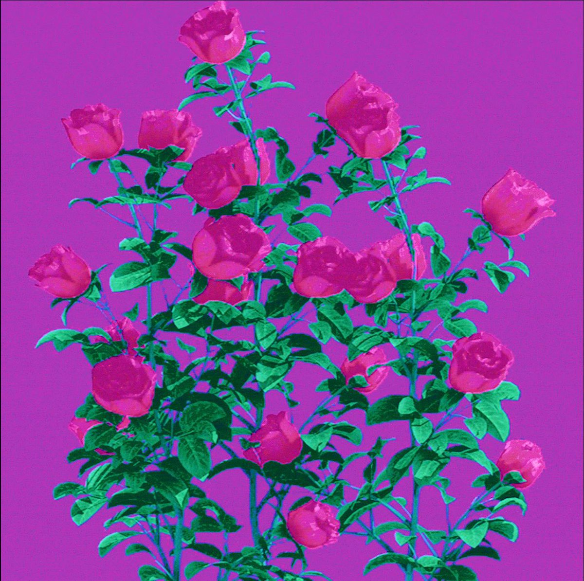 Marry🐰 tweet media