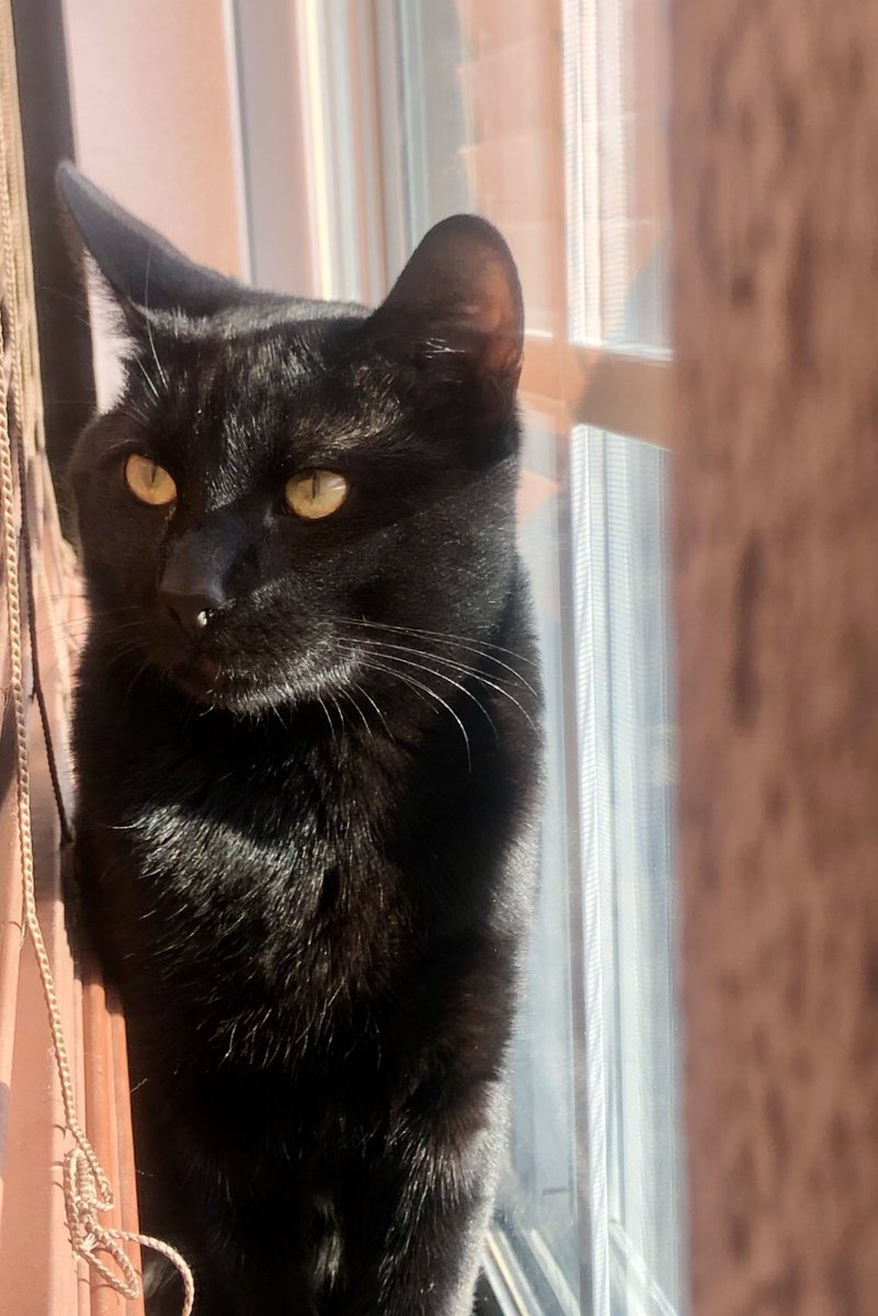 Just found out it is #BlackCatAppreciationDay so here’s our beloved pet Ace