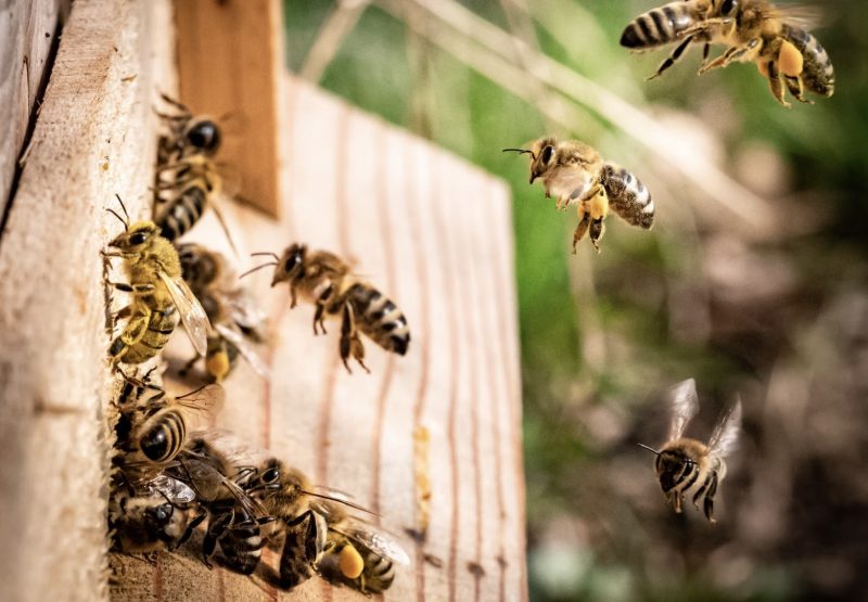How important insects are for the vineyards: The Buzz on Insectaries bit.ly/3Px3YNb by <a href="/VintnerProject/">The Vintner Project</a> #wine #bees <a href="/winewankers/">The Wine Wankers 🍾🤛🎉🥂</a>  <a href="/Dracaenawines/">Lori & Michael</a> <a href="/SustainableKW/">Sustainable Roofing & Solar</a> <a href="/KJWines/">Kendall-Jackson</a> <a href="/jordanwinery/">Jordan Winery</a> <a href="/RandallGrahm/">Randall Grahm</a> <a href="/RogelioGalvn2/">Rogelio Galván 🇩🇪🇲🇽</a> <a href="/talkavino/">Talk-a-Vino</a> <a href="/SteveKubota/">Steve Kubota 🇨🇦</a> <a href="/VashtiRoebuck2/">Vashti and Stephen Roebuck</a> <a href="/AdamRosenberg16/">Adam Rosenberg</a>