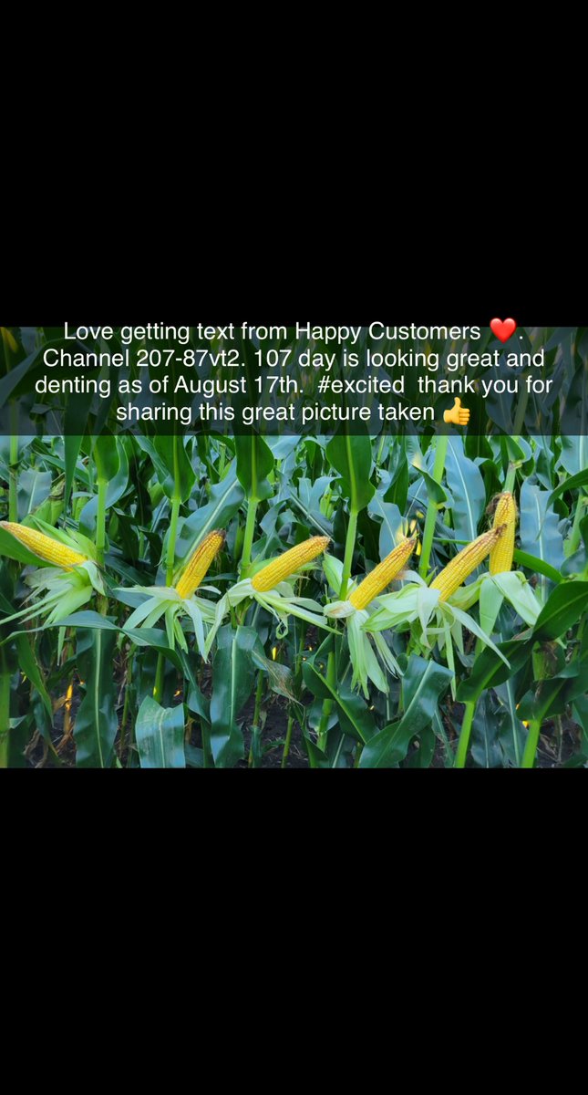cbseeds's tweet photo. @ChannelSeed @BayerTraits #excited #placedtopreform Kicking it in Butler County, IA 🌽🌽🌽🌽 https://t.co/7woygd3oG7