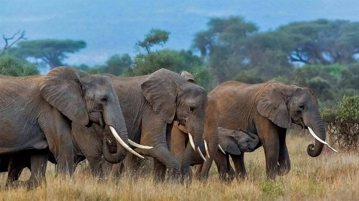Good morning #AmboseliElephants