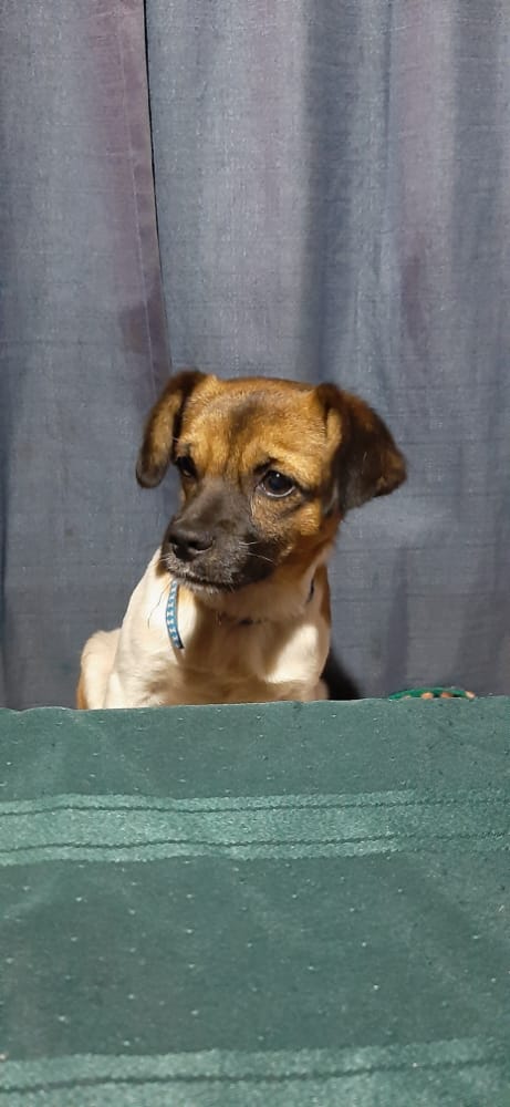 caro_ACampos's tweet photo. Busco❗❗ ayúdenme!! 🙏
Se perdió en el sector El Pinar Laraquete, en el 2do puente subiendo al cerro, el día sábado 13 en la tarde tiene collar azul se llama Chiquitín.🐶🐶😪😪 Tiene problema en su caderita es por ello que no puede estar a la interperie 🥺.
#laraquete #Biobio https://t.co/oqBIf2IjZD