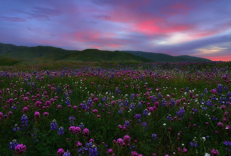 sunflowerchives's tweet photo. https://t.co/F9SWXOwhdT