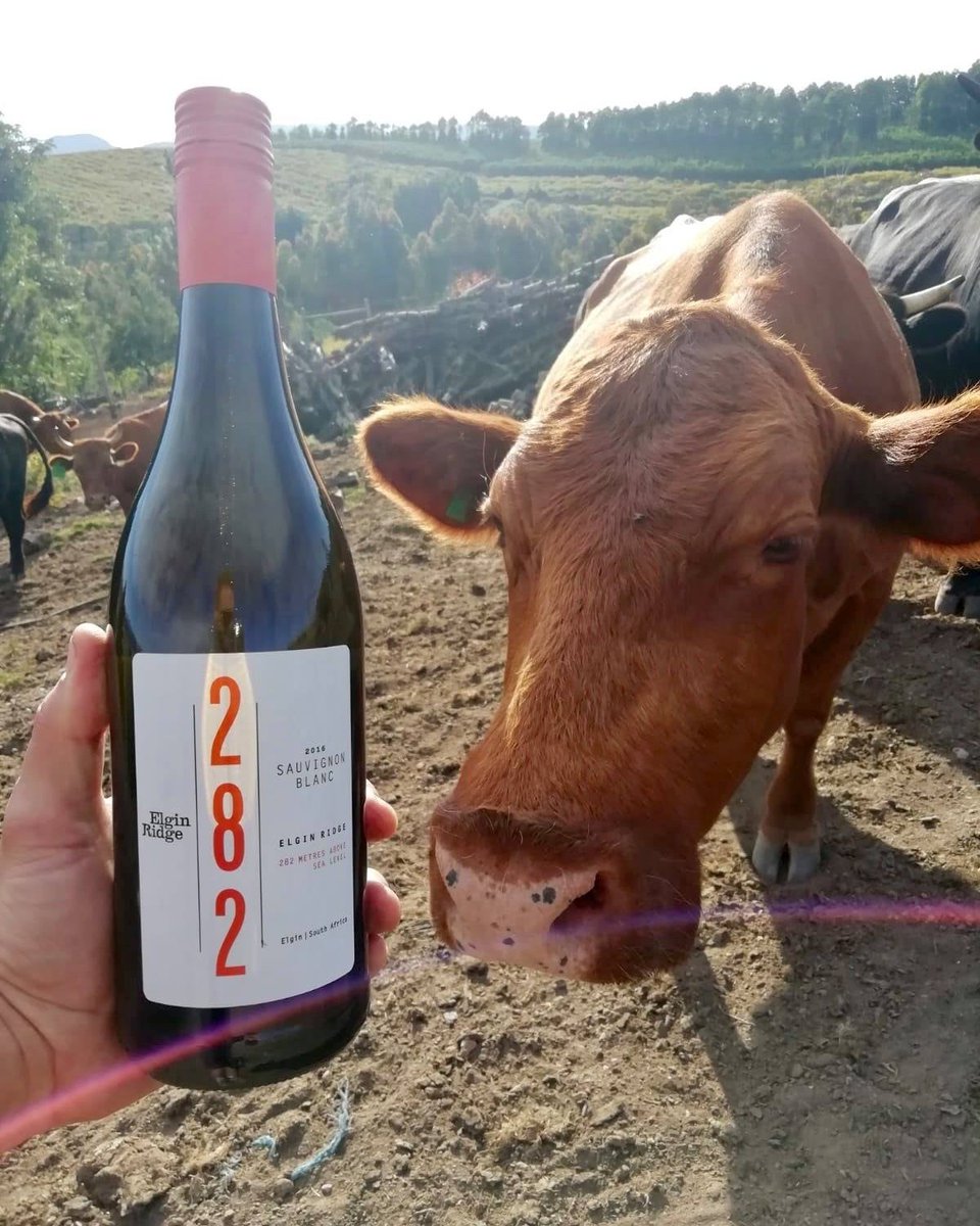 Biodynamic approved. #biodynamicwines #organicwines #organic #elginridgewines #sauvignonblanc