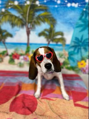 KAlexand89's tweet photo. @CBC Maisy Mae is ready for her close up: https://t.co/C9QMnfc8j7