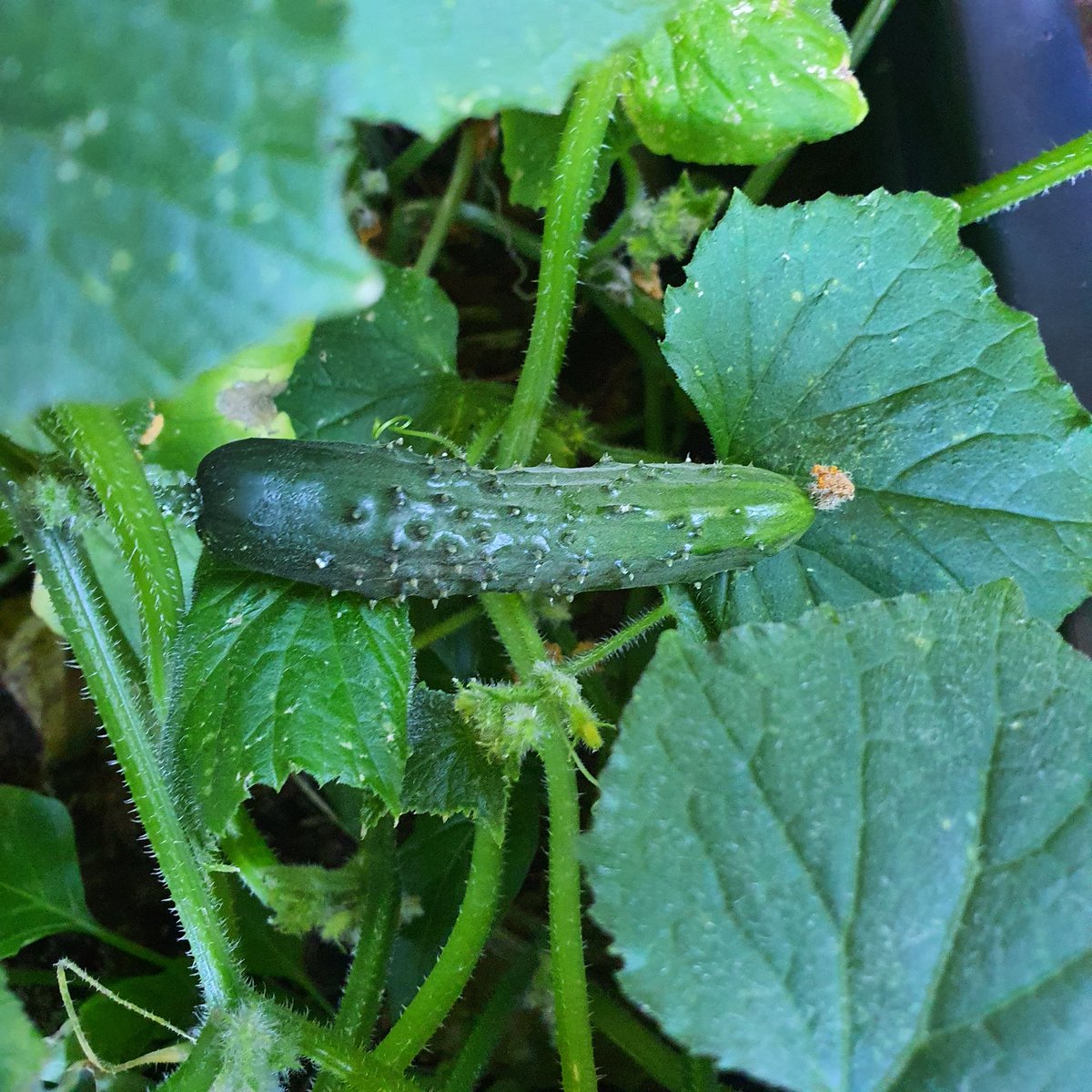 AtelierCreaRose's tweet photo. Mijn eerste komkommer, π₯, door omstandigheden laat gezaaid maar hij groeit verrassend goed
#MiniMoestuin https://t.co/wGfJWqW0l6