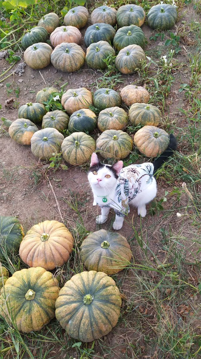 poni_catrik's tweet photo. Panen labu 😎 https://t.co/ru5wdvkm1x