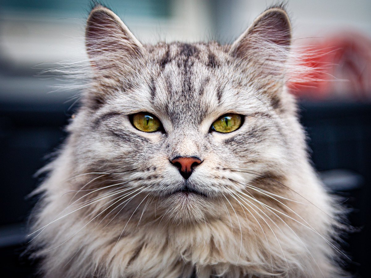 Pho2graph's tweet photo. Say hello to Mio, my handsome boy. He is a mix between maine coon, siberian cat, norwegian forrest cat and bengal. A perfect mix it turns out 🤍

#canon70d #sigma1750 @ 50mm, 1/500, f2,8 ISO100 https://t.co/UWiXJVUbdL
