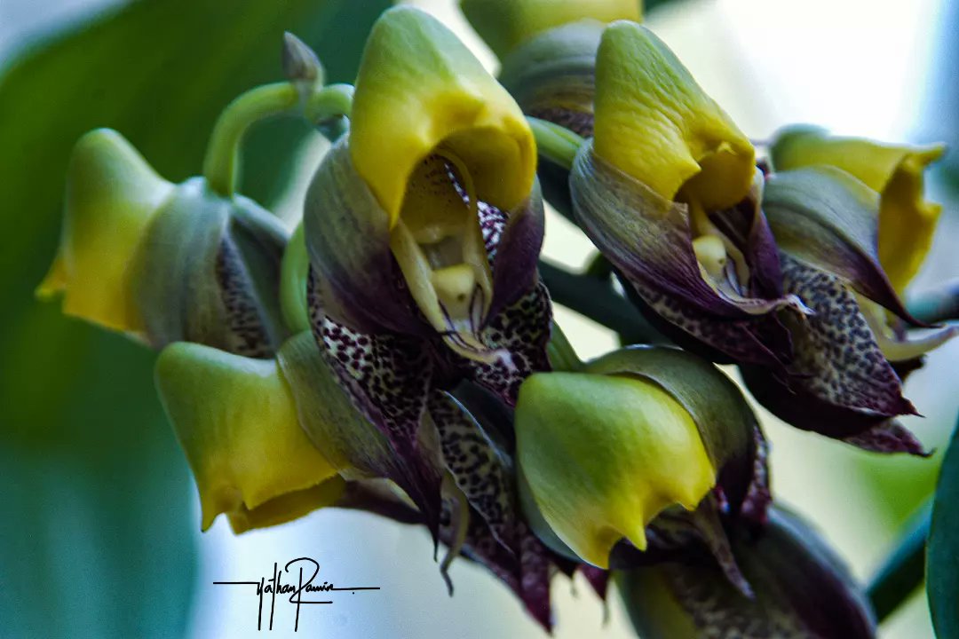 Feliz día gente bonita, mi catasetum en flor <a href="/jbotanicoccs/">Jardín Botánico de Caracas</a> @ViviM_777 <a href="/RicardoEnriqueB/">Ricardo E. Briceño C. ♉</a> @ValentinaAG_4 @yoliciaaguilera <a href="/guayalis/">Yrene 🇻🇪🌻</a> <a href="/fotogerardi/">fotogerardi</a> <a href="/FerPadrino/">Fotop</a> <a href="/CENAFotografia/">Centro Nacional de la Fotografía 📸</a>