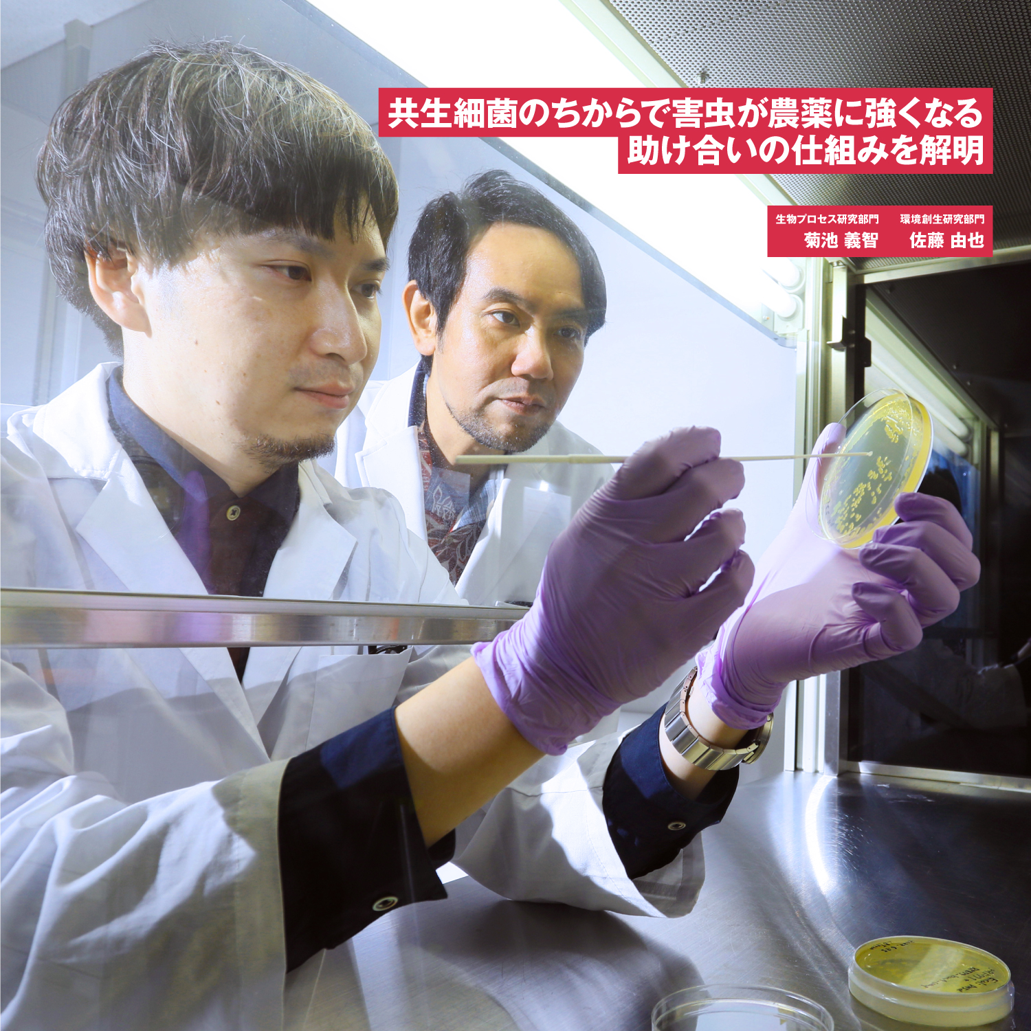 産業技術総合研究所 産総研 Q ドリル運動しているのはどんな生物 バークホルデリア という体長2mmほどの細菌です 1 数本の べん毛 をスクリューのように回転させて液体中を泳ぎます 今回映像でとらえたドリル運動は このスクリュー運動の逆