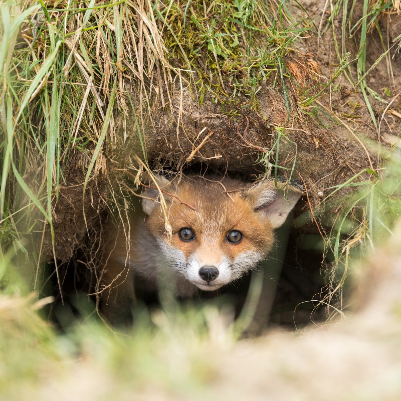 Imagine going out and setting hounds on fox cubs. Well this is exactly what is happening right now.

Please help us expose it. RT our pinned tweet (@Keeptheban_) and together we can educate the public about this sick pastime.