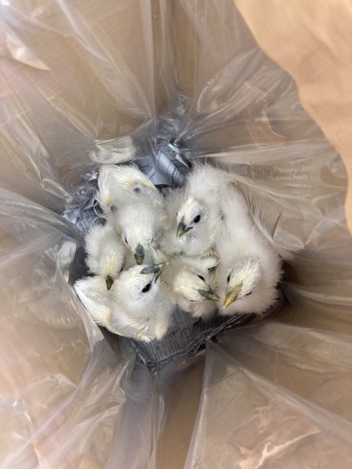 朝と夕方で、テント小屋からおうちに入れる時の輸送機内(ダンボール)。めちゃくちゃ元気に跳ねるから深さのある箱じゃないととび出ちゃうみたい😳
 #ぴーちょこら 