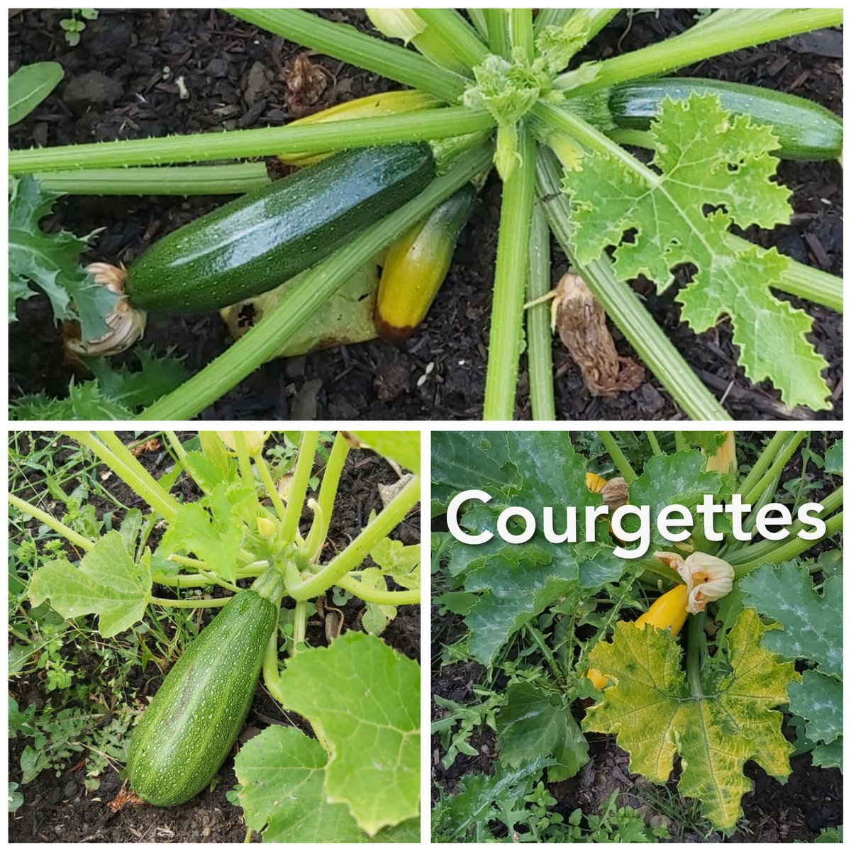 CLKirklees's tweet photo. Lovely fruit and vegetables just about ready to harvest at CLEAR's allotment @InspireNorthUK 
#hardworkpayesoff
#greenfingers
#courgettes; #grapes; #greenbeans; #tomatoes https://t.co/1Hg7kp26wq
