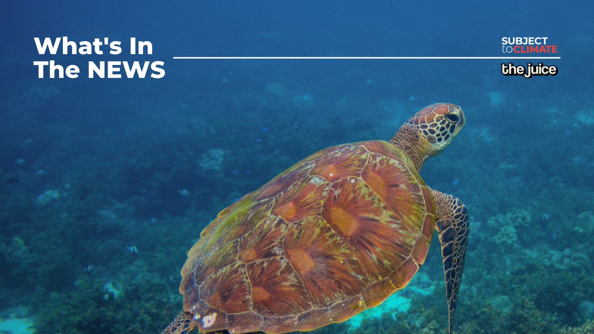 subjecttoclimat's tweet image. Inspire your students with this article about a group of Kindergartners releasing 17 rescued turtles into the wild.

Link to the article from @Juice_Learning here: bit.ly/3JftrJx

#StCjuicenews #readinglevel #readingdifficulty #climatenews #vocabularywords #elalearning