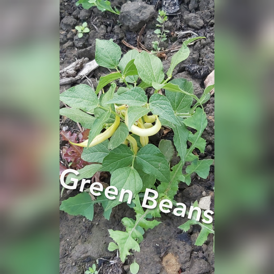 CLKirklees's tweet photo. Lovely fruit and vegetables just about ready to harvest at CLEAR's allotment @InspireNorthUK 
#hardworkpayesoff
#greenfingers
#courgettes; #grapes; #greenbeans; #tomatoes https://t.co/1Hg7kp26wq