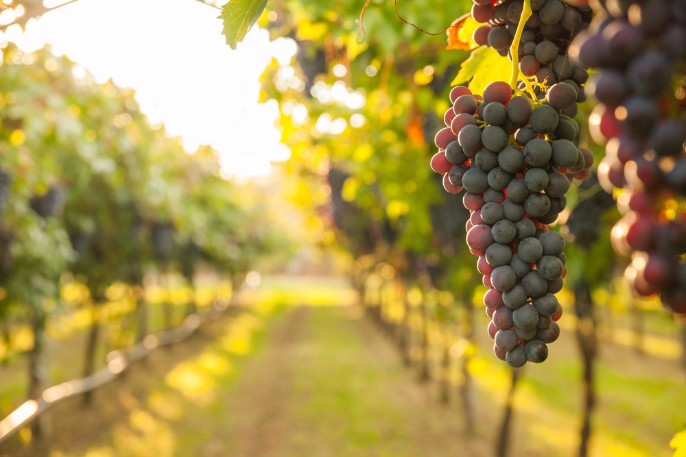 PetosevicGroup's tweet photo. Almost two years after its launch, EUIPO’s database of geographical indications #GIview contains over 5,300 #GIs protected in the #EU and over 40,000 entries showing the protection of EU GIs globally. Find out more here: https://t.co/AqOIWtNd0B https://t.co/7fDOX7U2jY