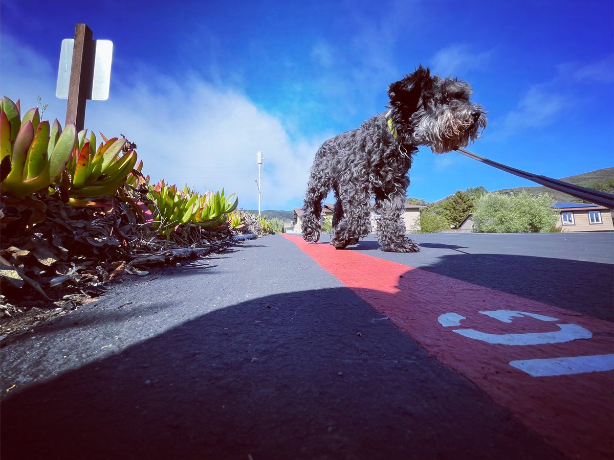 MetalMoment's tweet photo. 8/24/2022 Sweet Seventeen my Girl! #SKYE #17 #17歳 #SevenTeen #Winger #MiniatureSchnauzer #ミニチュアシュナウザー https://t.co/ZAlylxEEWA
