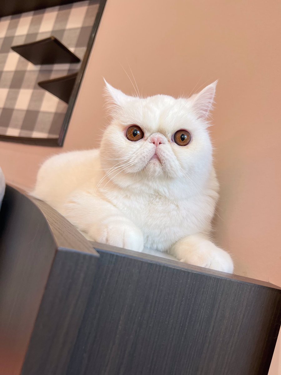 猫カフェmeow ミャオ 大名天神福岡 Catcafe Meow Twitter