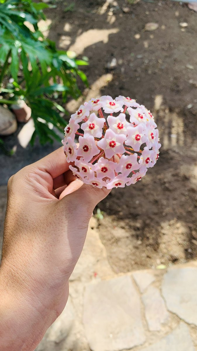 <a href="/jbotanicoccs/">Jardín Botánico de Caracas</a>