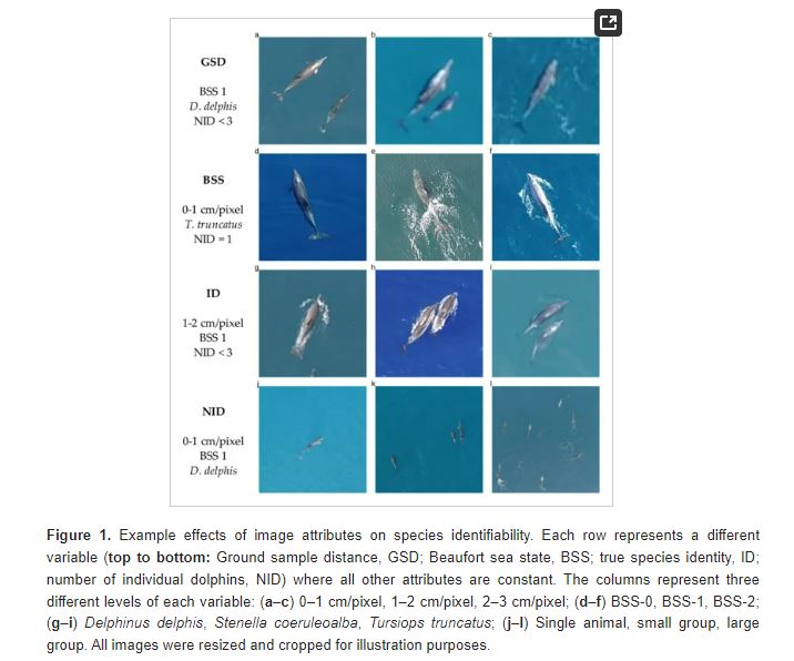 Want to learn how to reduce species misidentification errors in your #wildlife #imagery #survey? Check out this awesome publication led by the excellent Eyal Bigal! <a href="/jcu/">James Cook Uni</a> <a href="/TropWATER/">TropWATER</a> 
mdpi.com/2072-4292/14/1…