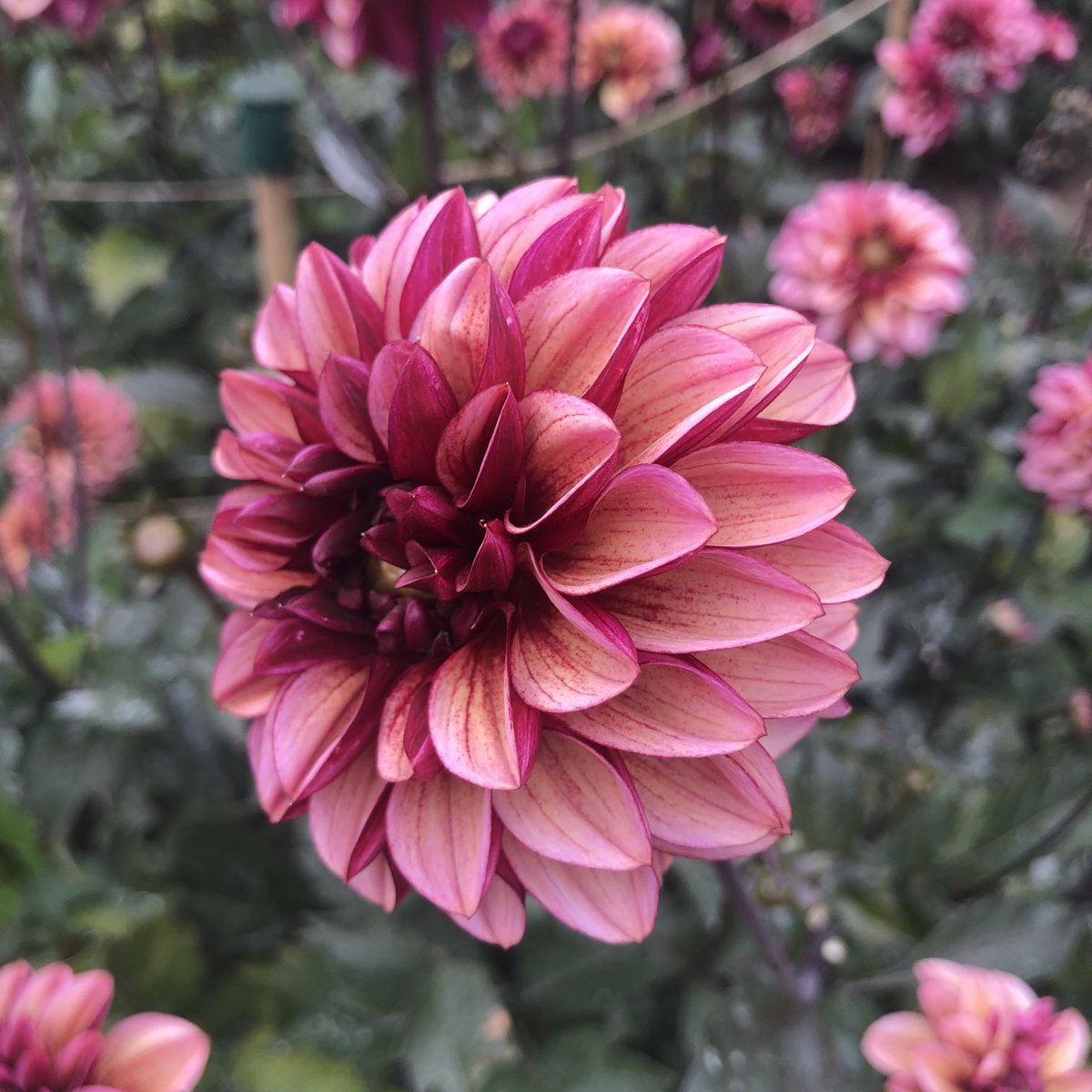 Dahlia ‘Senior’s Hope’ in our trial at Wisley. A fantastic flower head, but controversial name…⁦@The_RHS⁩ ⁦@RHSWisley⁩ #gardens #flowers #trial